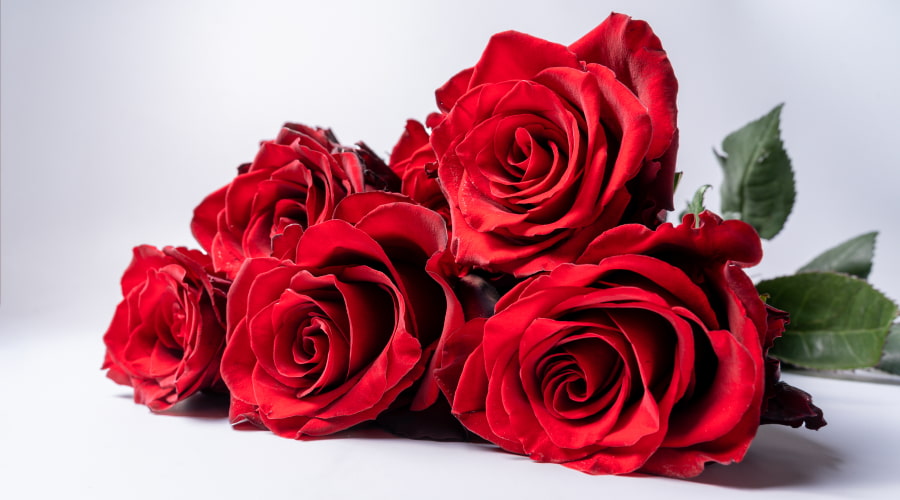 How to Care for FreshCut Roses in Winter? Rosaholics