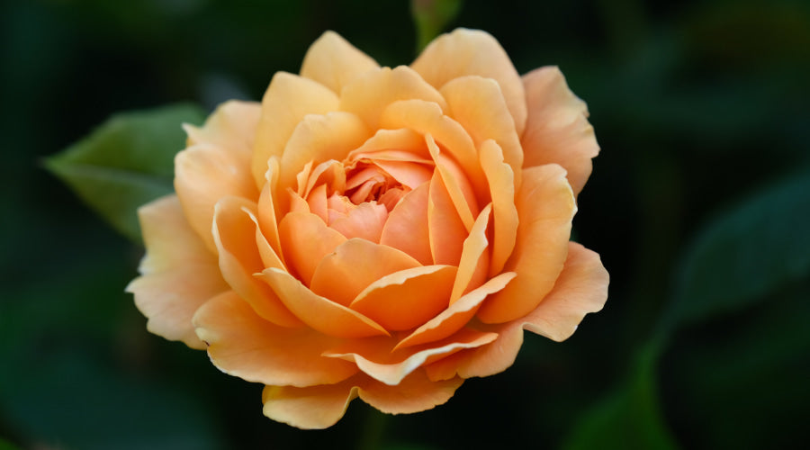 Peach Rose Meaning, History and 6 Interesting Facts Rosaholics
