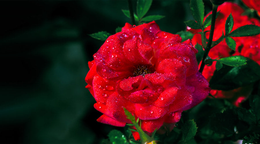 Roses Thorns and Prickles Explained Rosaholics