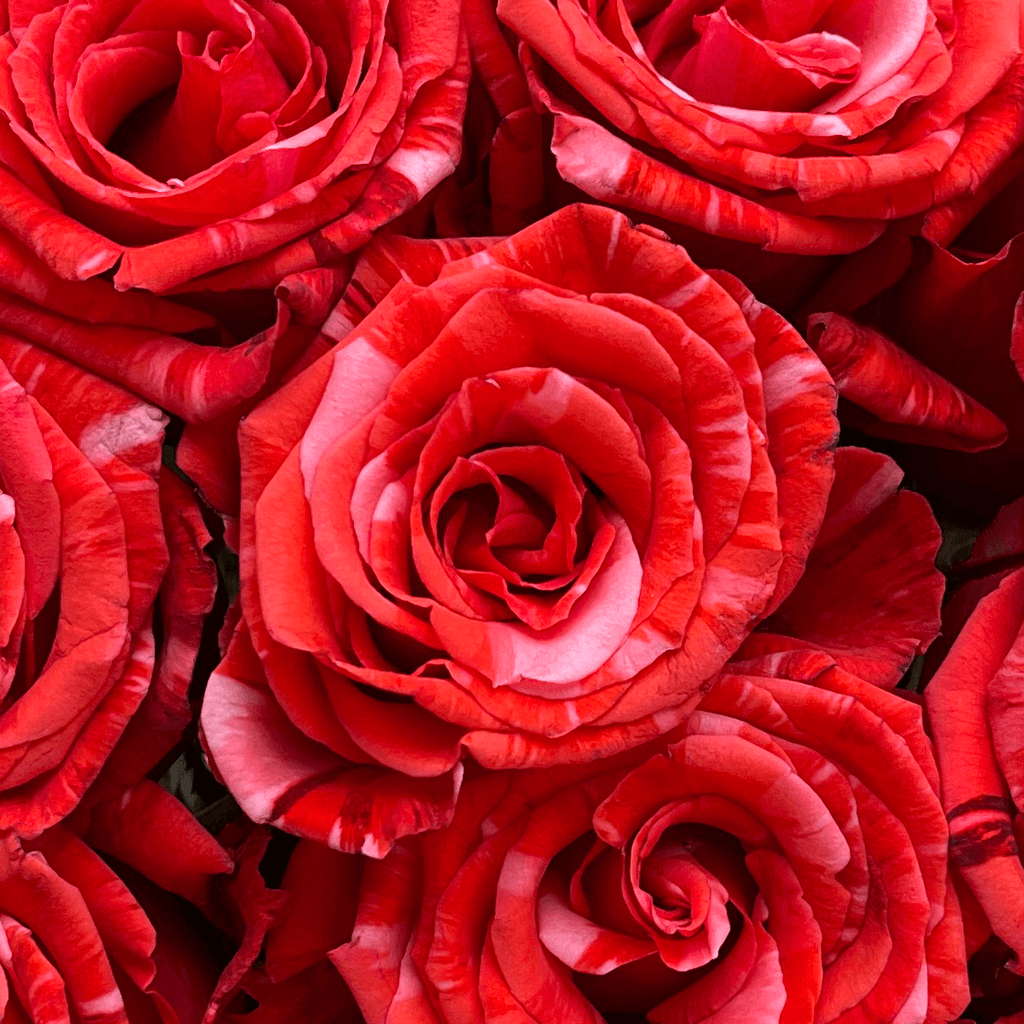 Close-up of Wildcat roses bouquet
