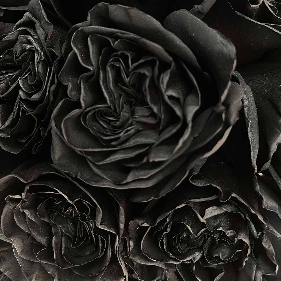 Close-up of Black Dragon Roses Bouquet by Rosaholics