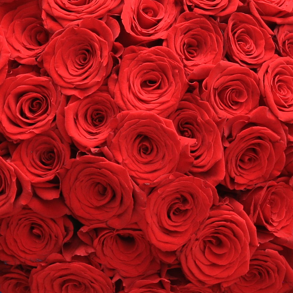 Close-up of Classic Red Rose Bouquet by Rosaholics