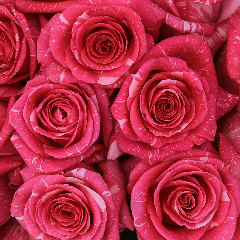 Close-up of Forever (Exclusive) pink roses bouquet
