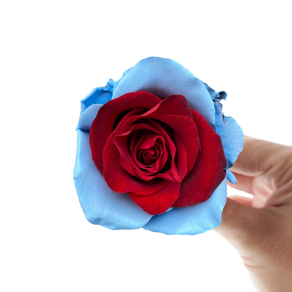 Multicolored rose - Blue and Red Rose