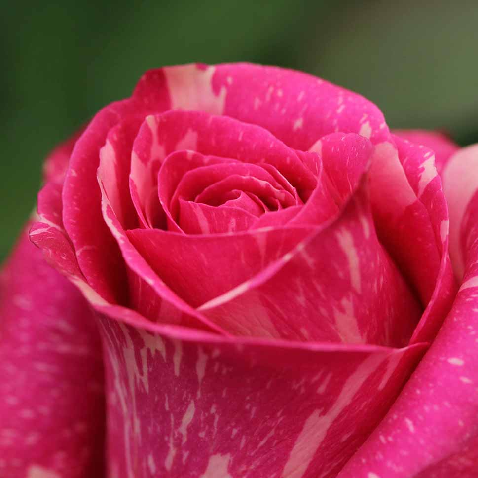 single striped pink rose from Forever (Exclusive) bouquet by Rosaholics