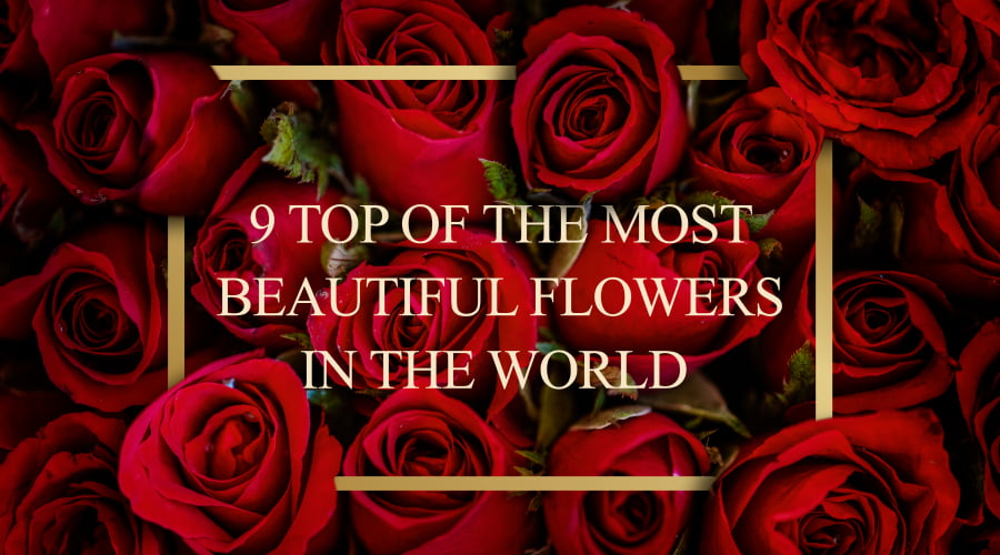 Top 10 Most Beautiful Roses In The World