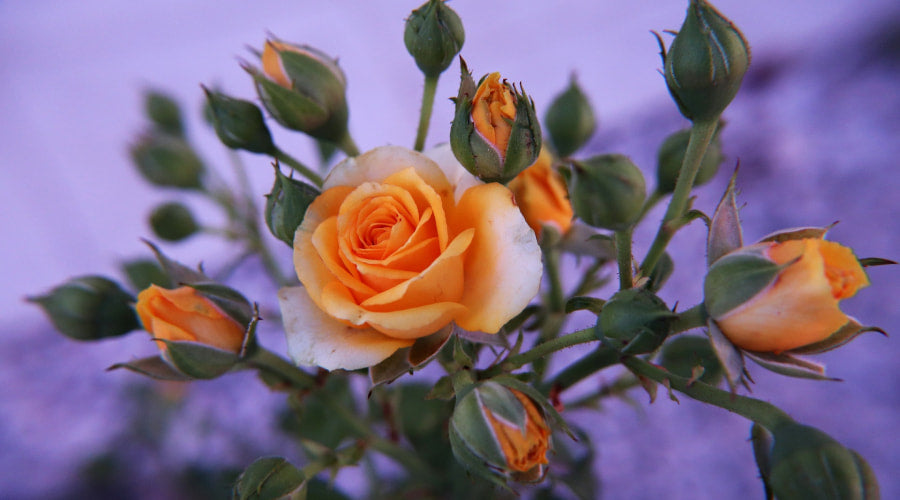 When Roses Blooming? 4 Types of Spray Roses – Rosaholics