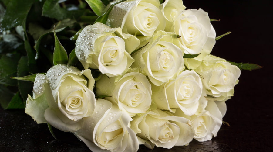 White Roses: What Do They Meaning? – Rosaholics