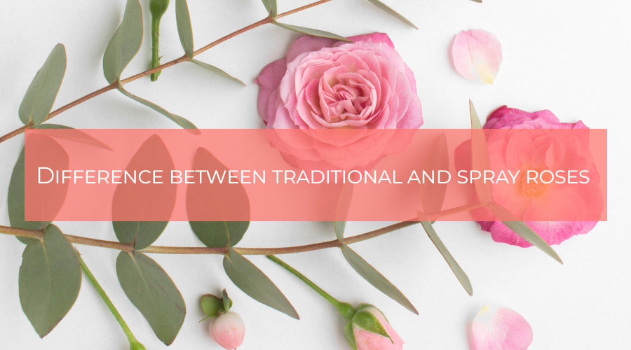 Spray Roses vs. Traditional Roses: Differences – Rosaholics