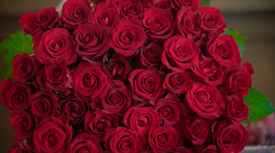 10 Red Roses Varieties | Red roses delivery – Rosaholics
