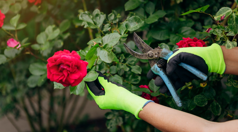 Selecting and caring for garden roses: a detailed guide – Rosaholics