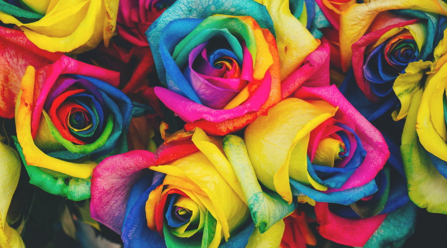 Multicolored Roses: All You Need To Know – Rosaholics