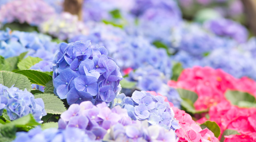 How to Take Care of Hydrangeas? – Rosaholics