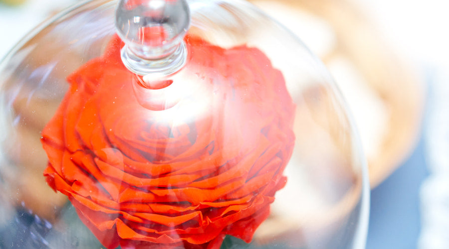 Dried vs Preserved Flowers The Distinction Rosaholics