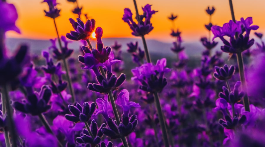 The Meaning and Symbolism of Lavender Flowers  Rosaholics