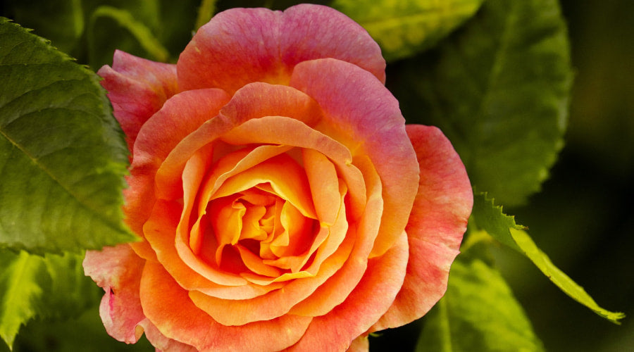 Orange roses – the variety of meanings | Rosaholics.com