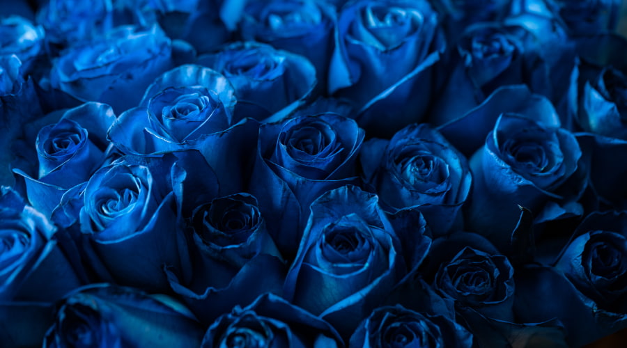 Why Need to Choose Blue Roses as a Gift – Rosaholics
