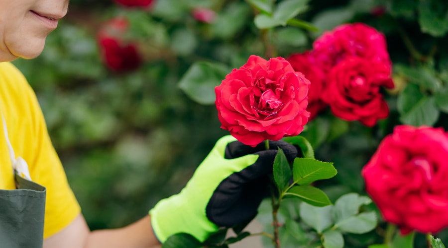 Seasonal Rose Care: Tips for Year-Round Beauty – Rosaholics