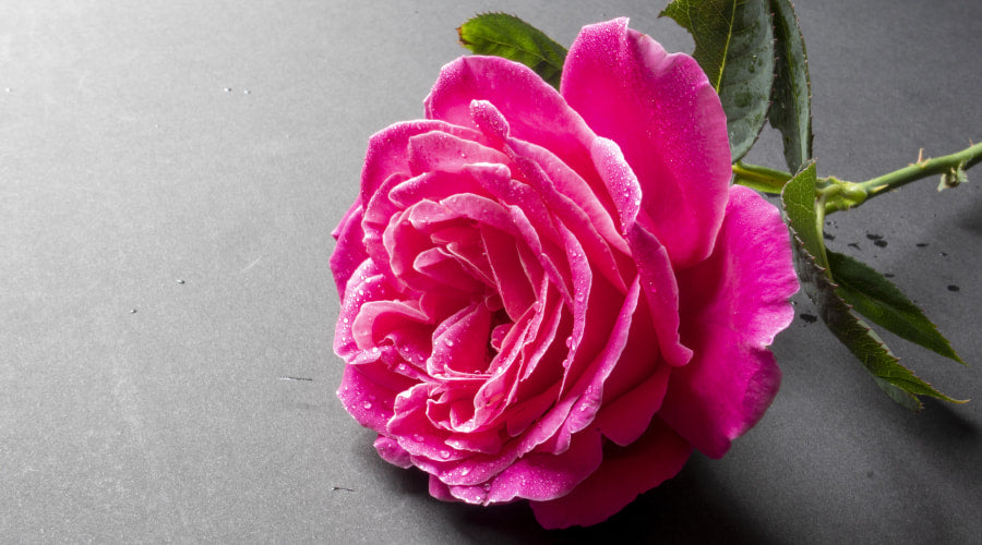 One With Roses One Flower Rose