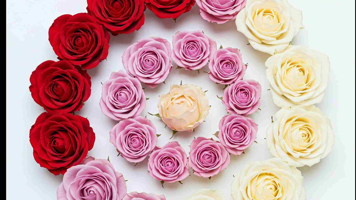 Coloured Roses Science How Roses Change Color: Science & Beauty – Rosaholics