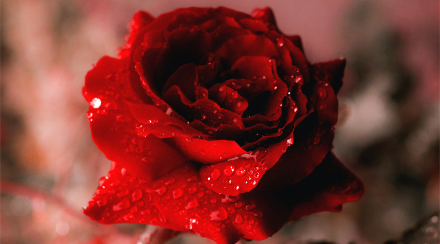 What Does Roses Symbolize in American Culture Rosaholics