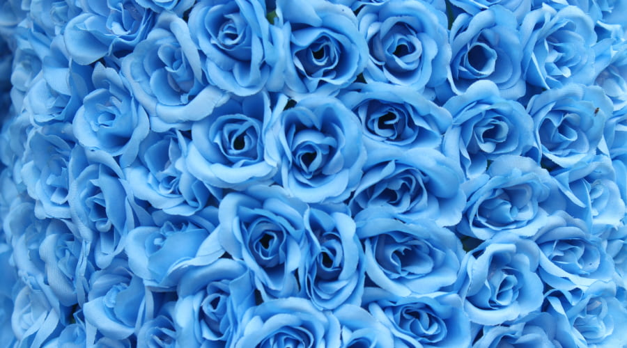 Blue Rose: History And Mystical Meaning – Rosaholics