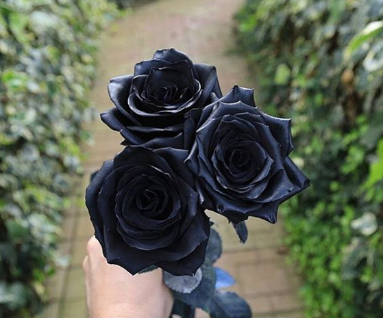 Are Black Roses Real? – Rosaholics