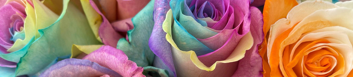 Multicolor Roses | Colored Roses Delivery – Rosaholics