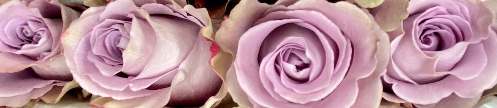 Lavender fresh roses at rosaholics.com