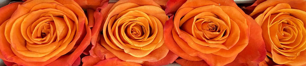 Orange roses at rosaholics.com