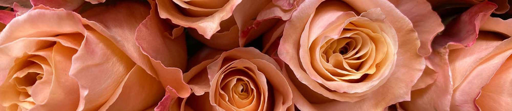 Peach roses at rosaholics.com