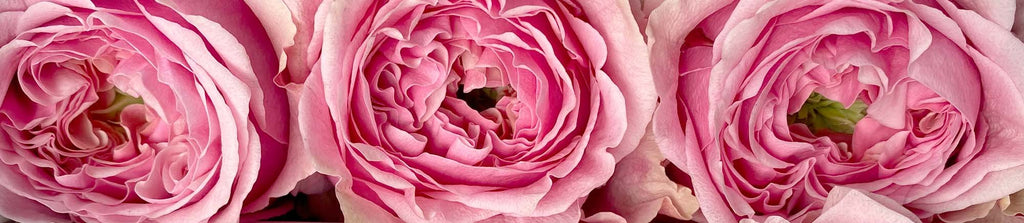 Pink roses at rosaholics.com