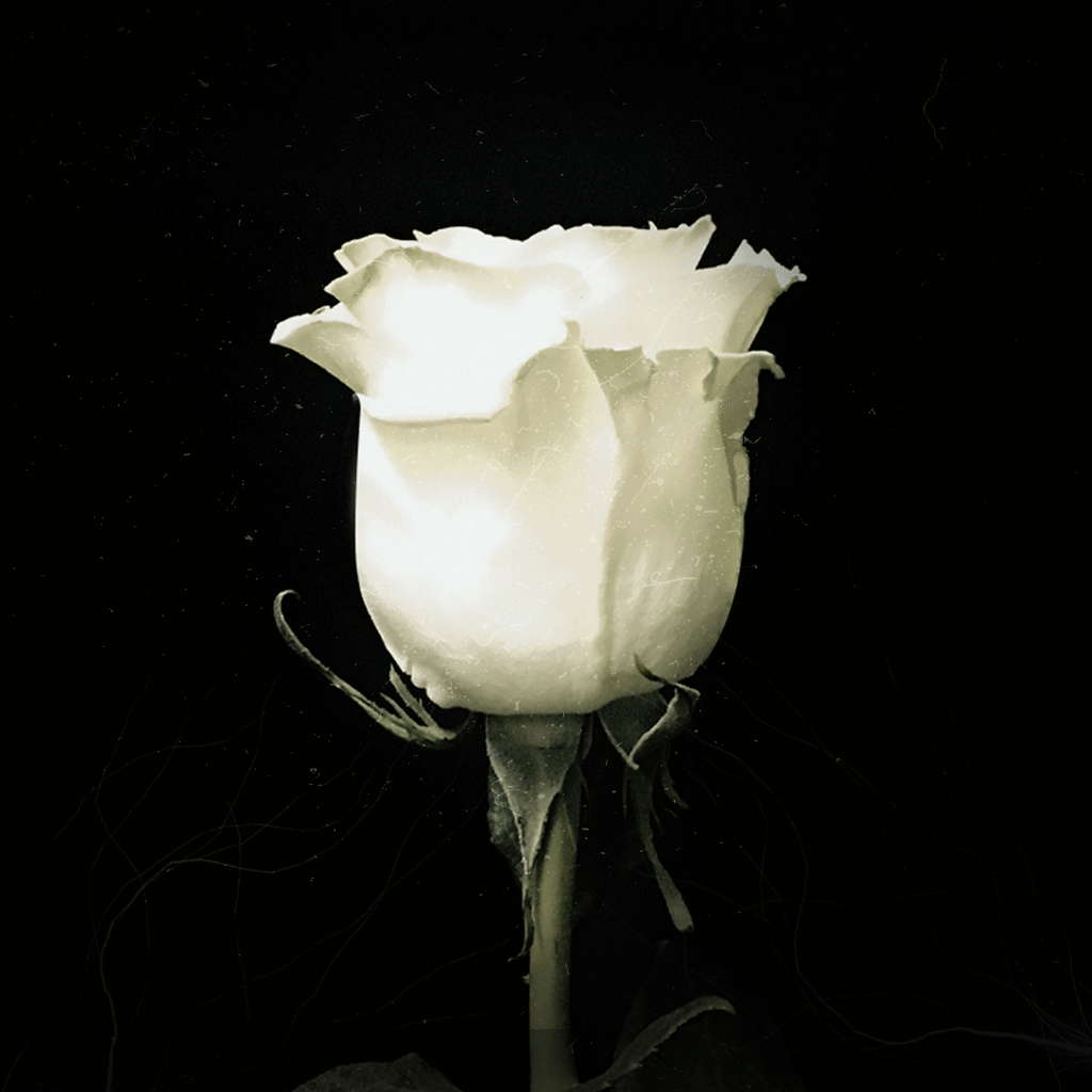 Gloomcore Roses Phantom's Glow An Elegant Rose With a Mystical Glow – Rosaholics