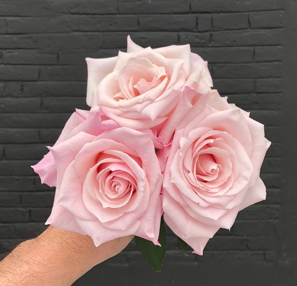 Fresh Cheap Roses Fresh Roses On Sale | Discount Rose Bouquets – Rosaholics