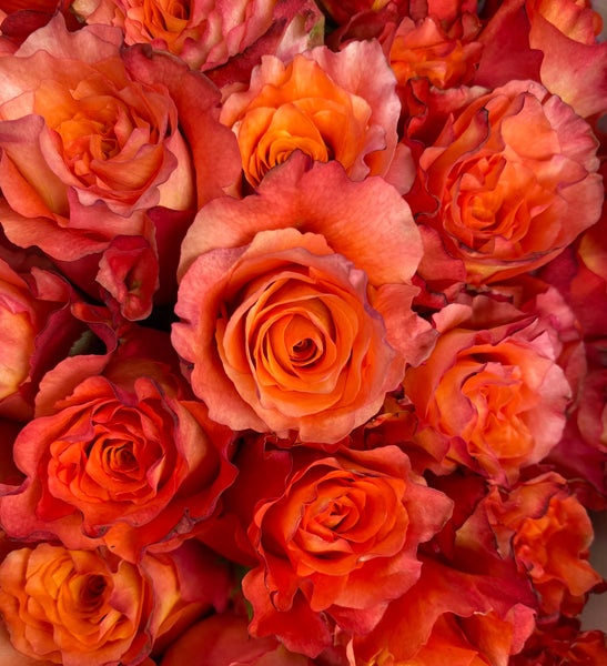 Free Spirit - order a fresh bouquet from Rosaholics