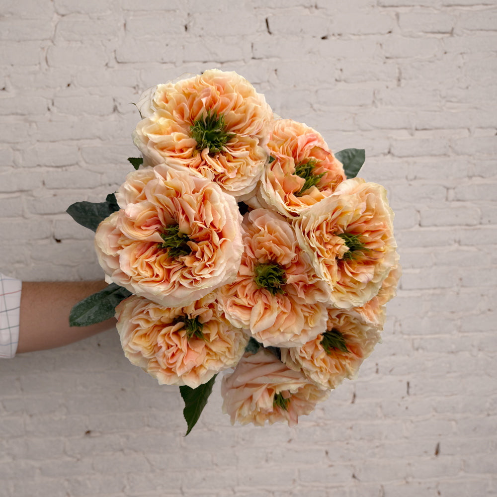 Amber Coloured Roses Amber Reign Garden Roses – Melon X-pression | Rosaholics