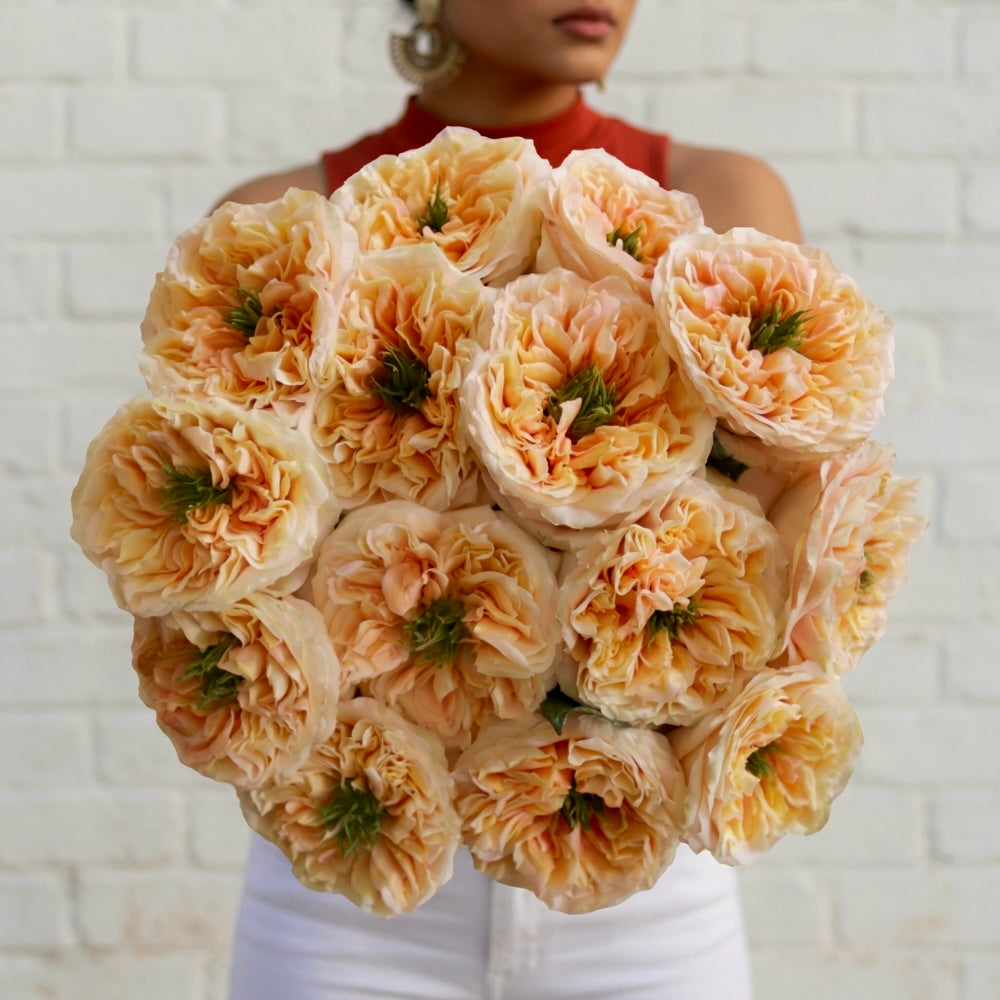 Amber Reign Garden Roses – Melon X-pression | Rosaholics