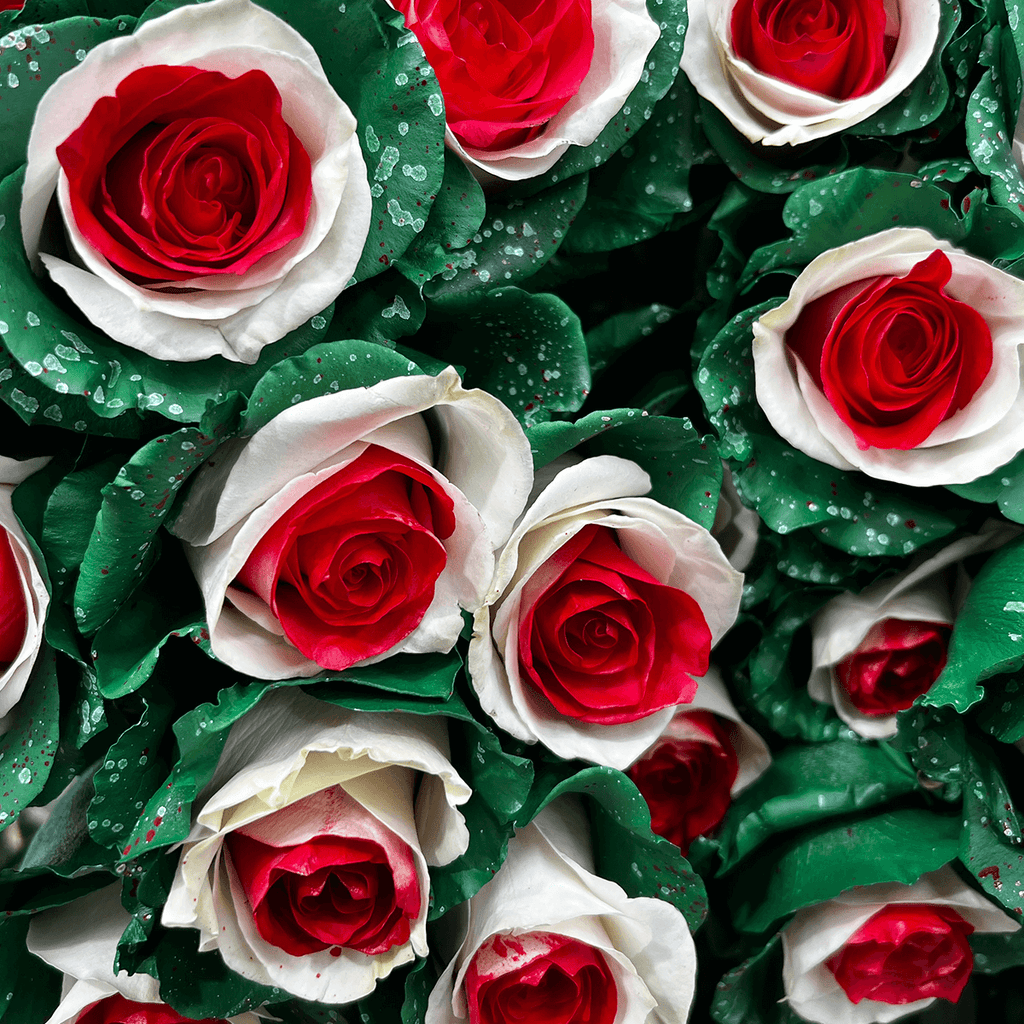 red and green roses bouquet Crimson Frost