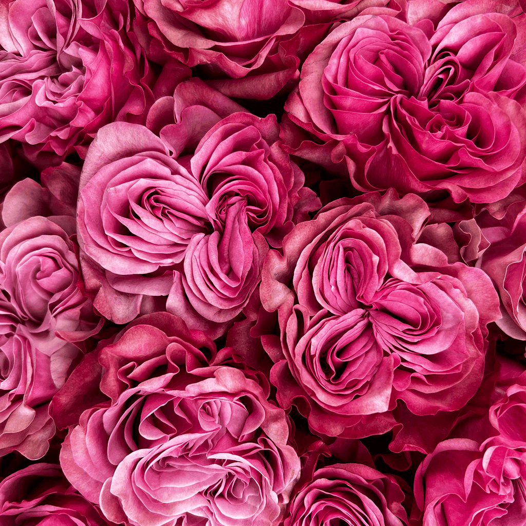 Long Pink Roses Pink Roses Bouquets | Pink Roses Delivery — Rosaholics