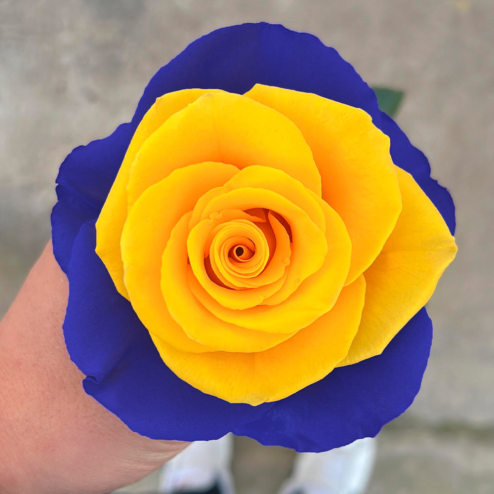 Light Blue Yellow Roses Roses Blue and Yellow Roses Bouquet | Roses Delivery – Rosaholics