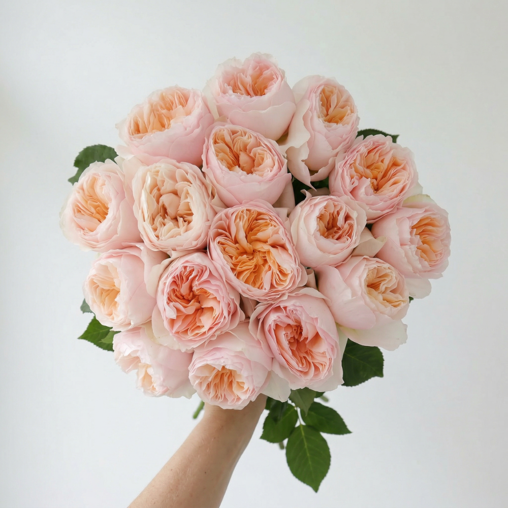 David Austin Rose Collection – English Garden Roses by Rosaholics