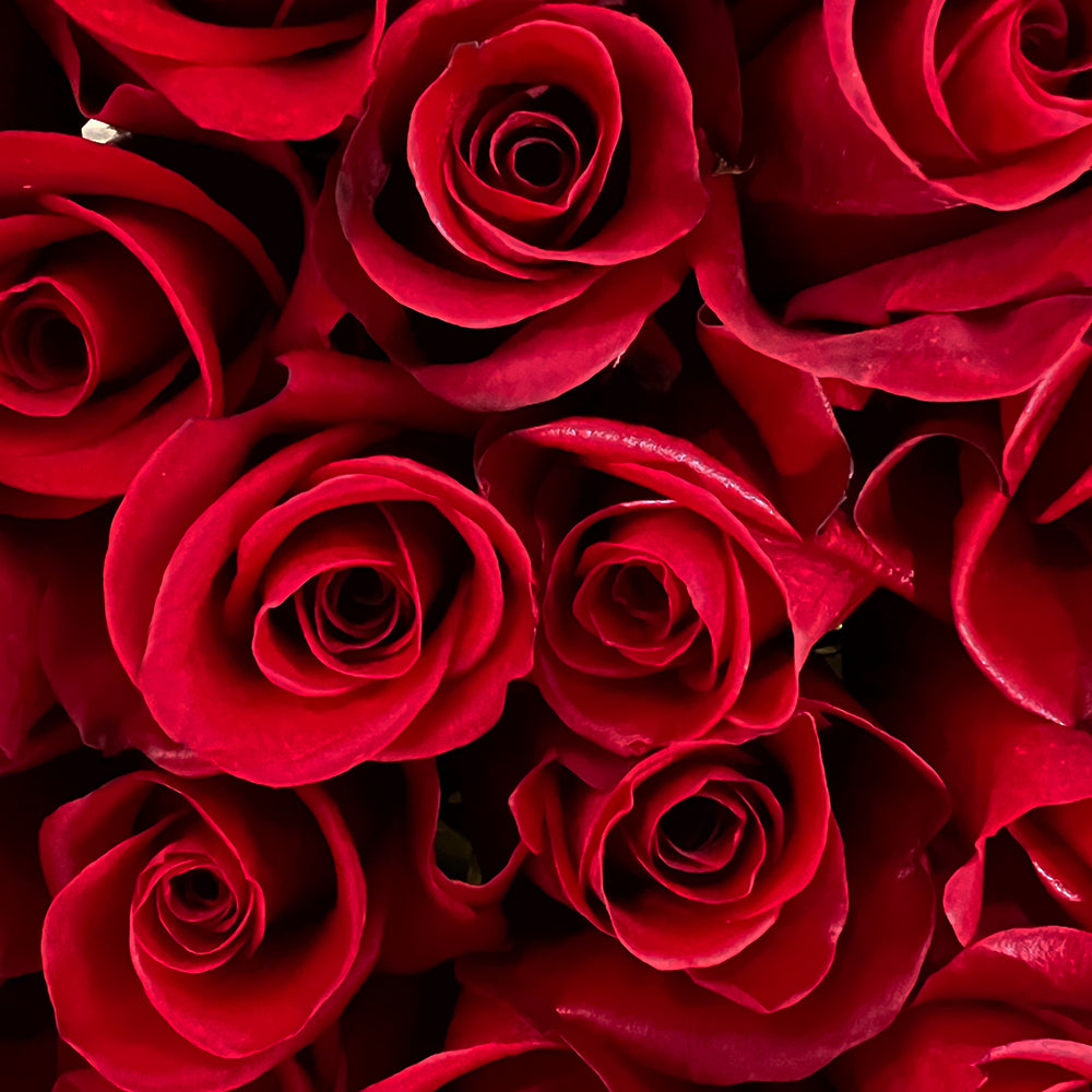 Classic Red Rose Bouquet | Fresh Roses Delivery – Rosaholics