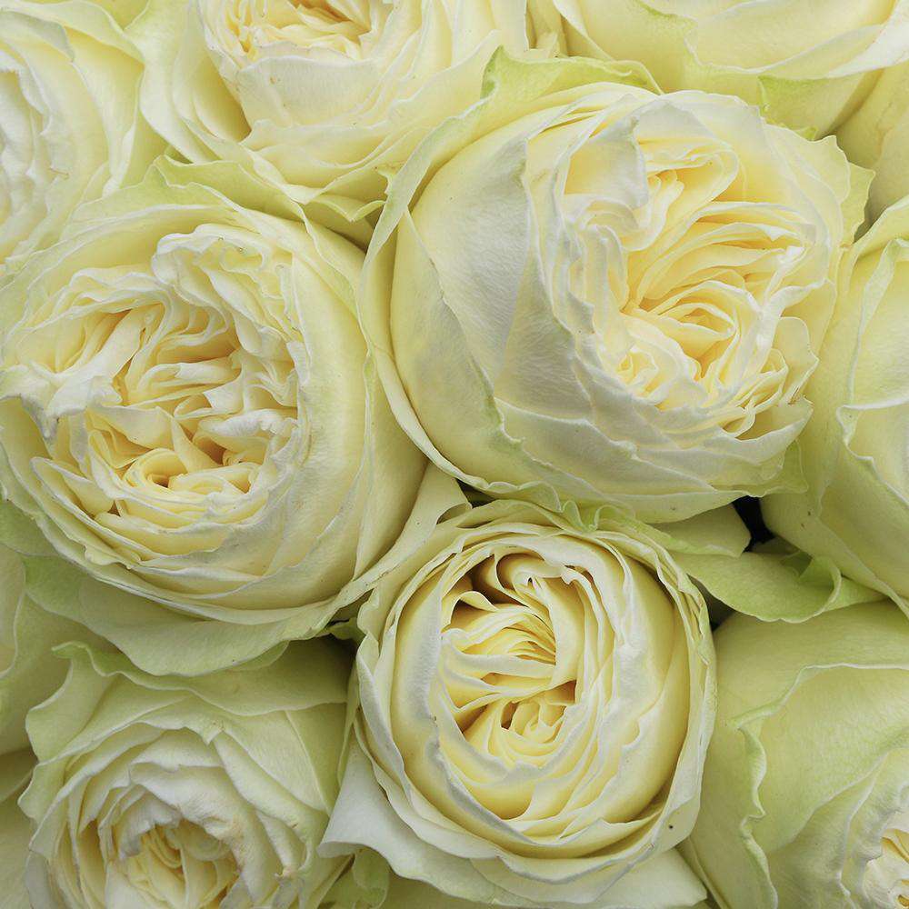 Beautiful and delicate bouquet of Coldplay – Rosaholics