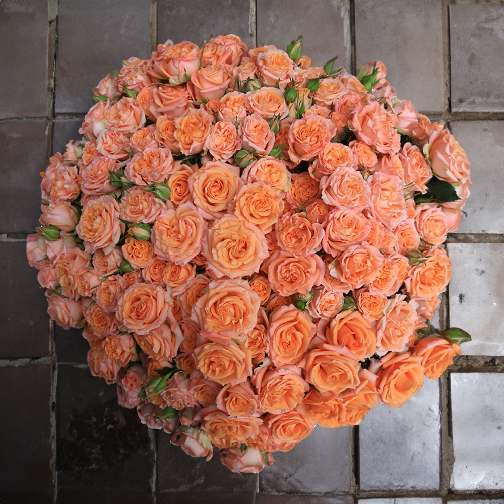 Fesh Baby Roses Baby Roses: A Guide to Beautiful, Fresh Blooms – Rosaholics