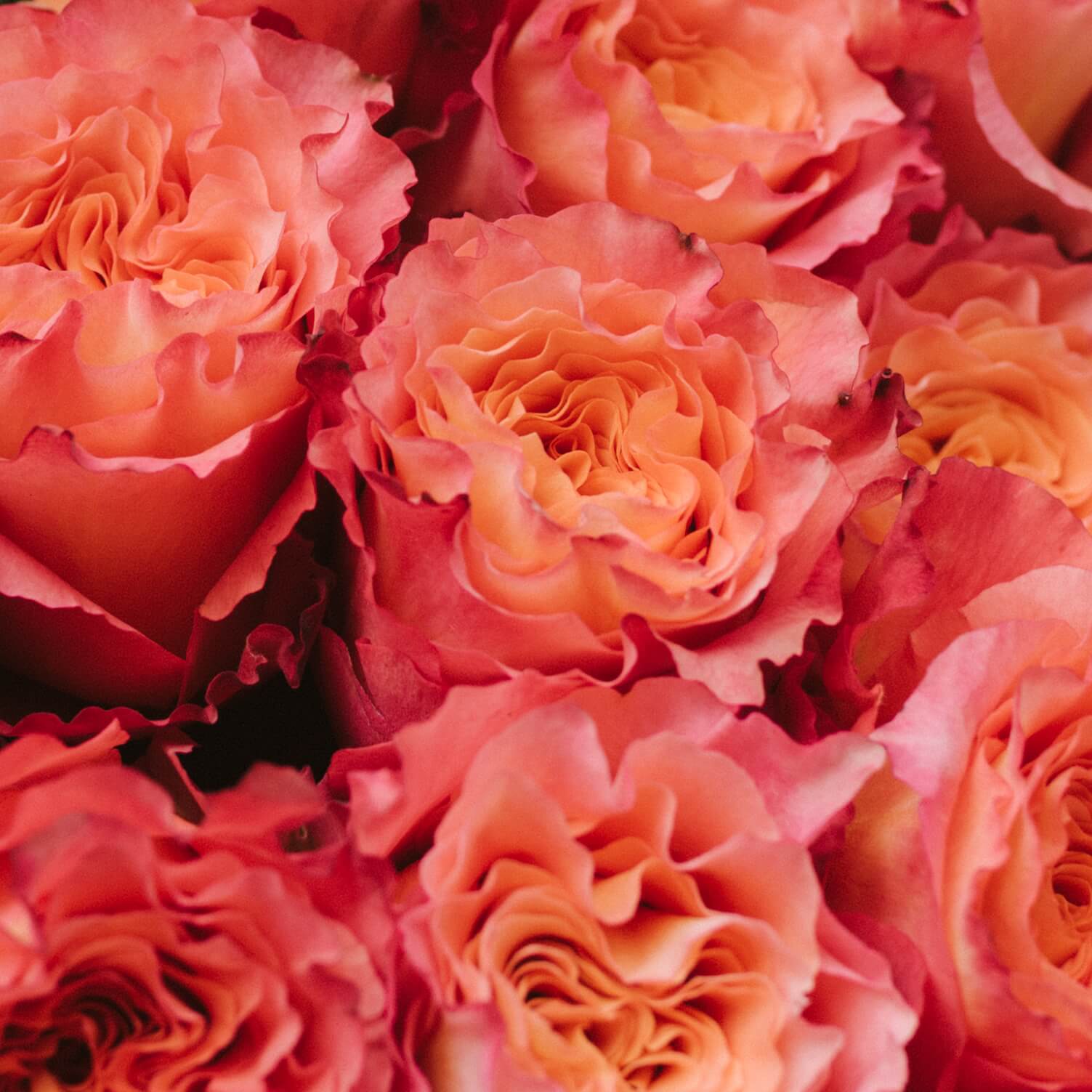 Free Spirit - order a fresh bouquet from Rosaholics