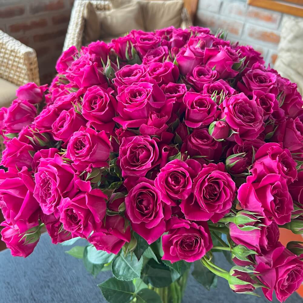 Hot Pick Roses Hot Pink Roses Hot Princess Hot Pink Rose 20