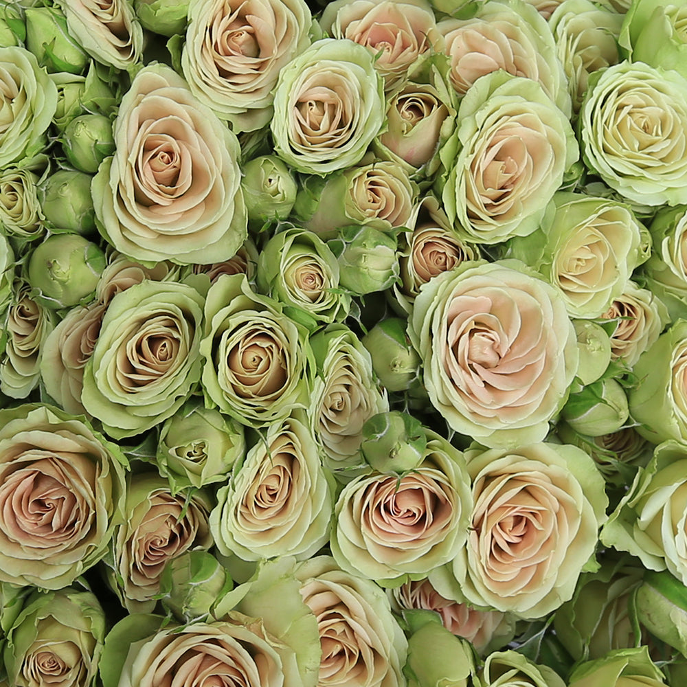 Lemon Coloured Roses LEMON TREE – Rosaholics