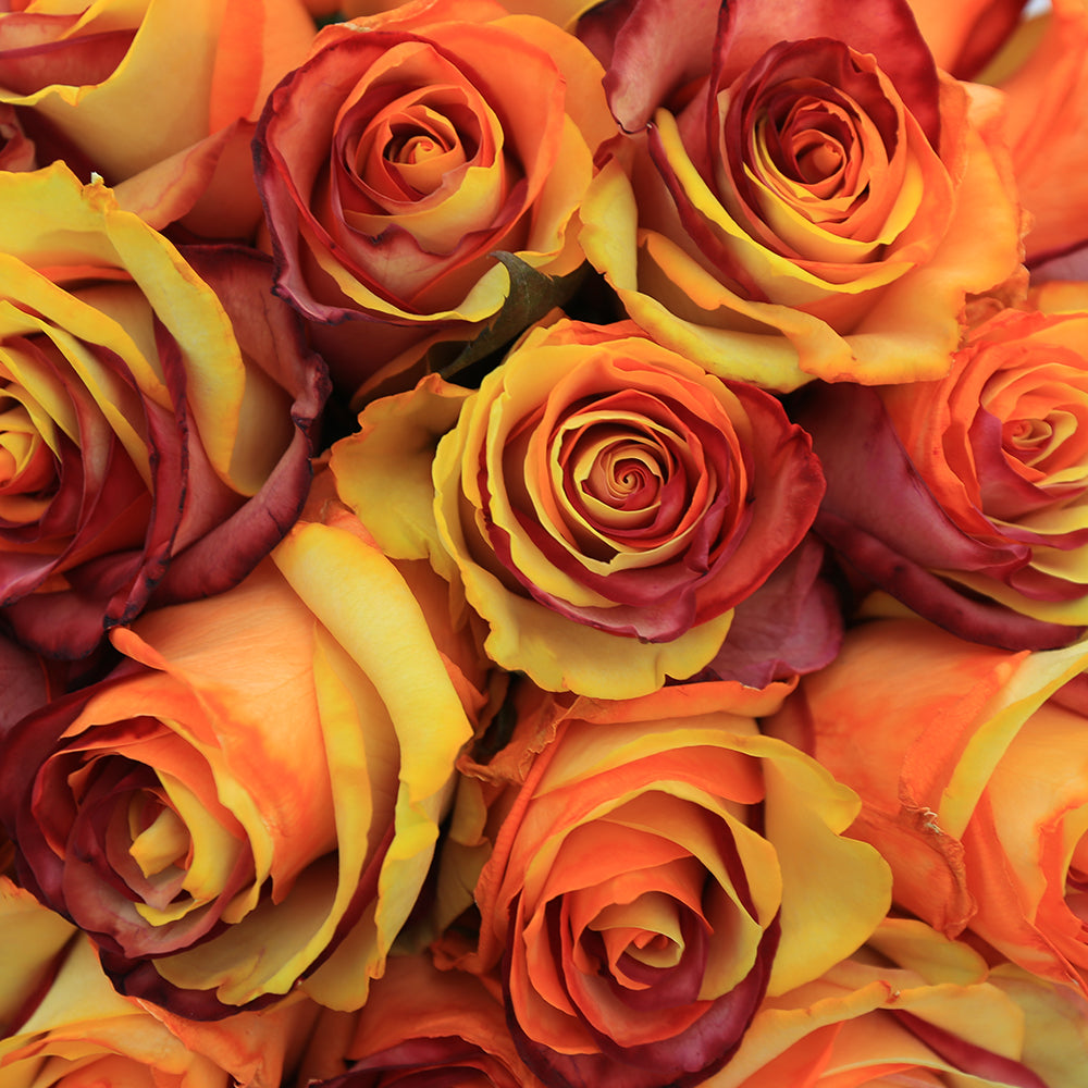 Orange and Brown Fresh Roses | Fall Roses – Rosaholics