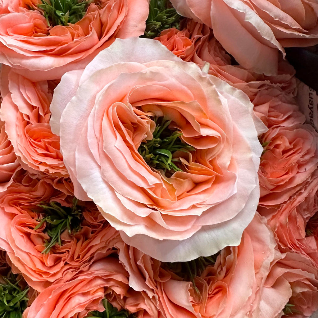 Mandarin Xpression Rose Close Up