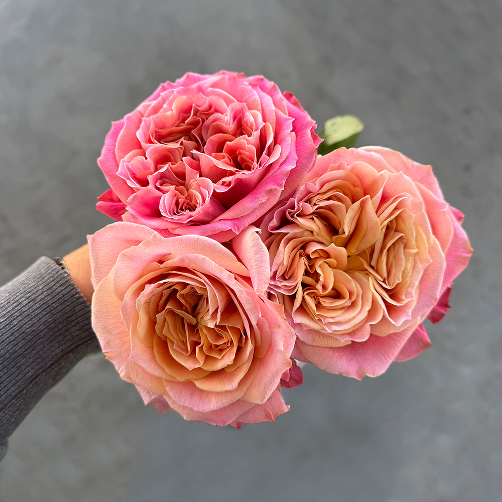 Momoiro Ritual Bouquet – Nubella Rose – Rosaholics